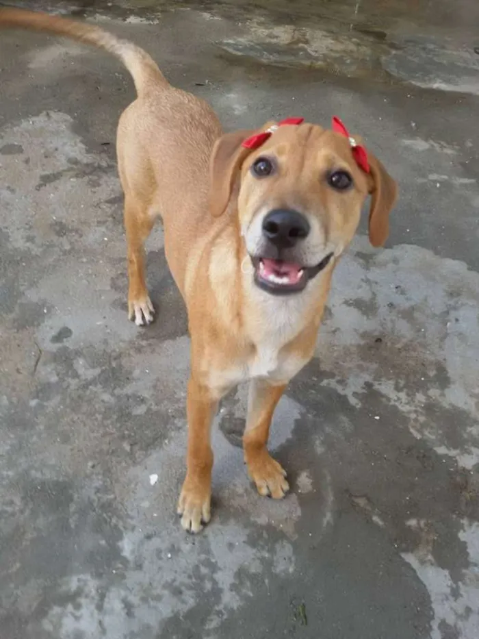 Cachorro ra a SRD idade 2 a 6 meses nome * LUNA * 