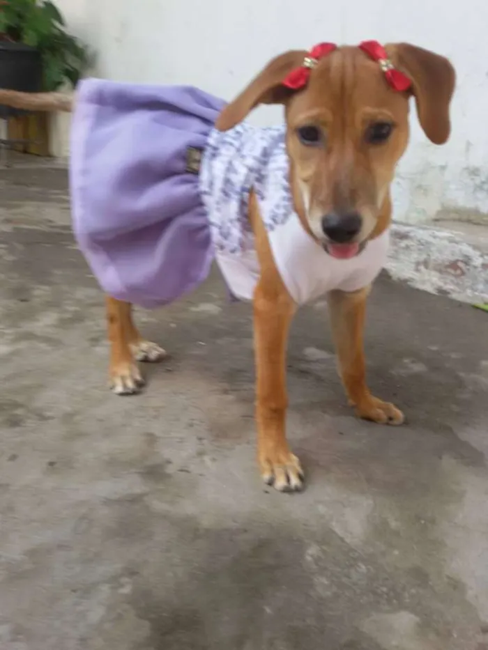 Cachorro ra a SRD idade 2 a 6 meses nome * LUNA * 