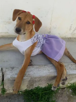 Cachorro raça SRD idade 2 a 6 meses nome * LUNA * 