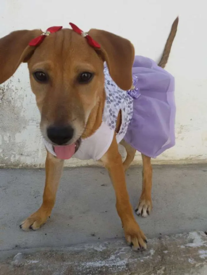 Cachorro ra a SRD idade 2 a 6 meses nome * LUNA * 