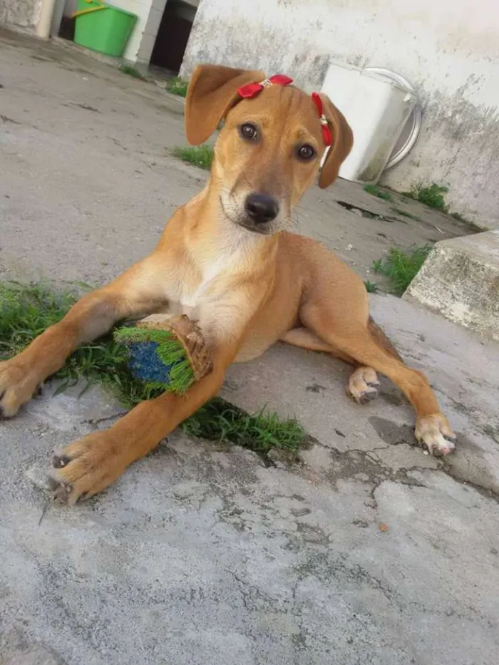 Cachorro ra a SRD idade 2 a 6 meses nome * LUNA * 