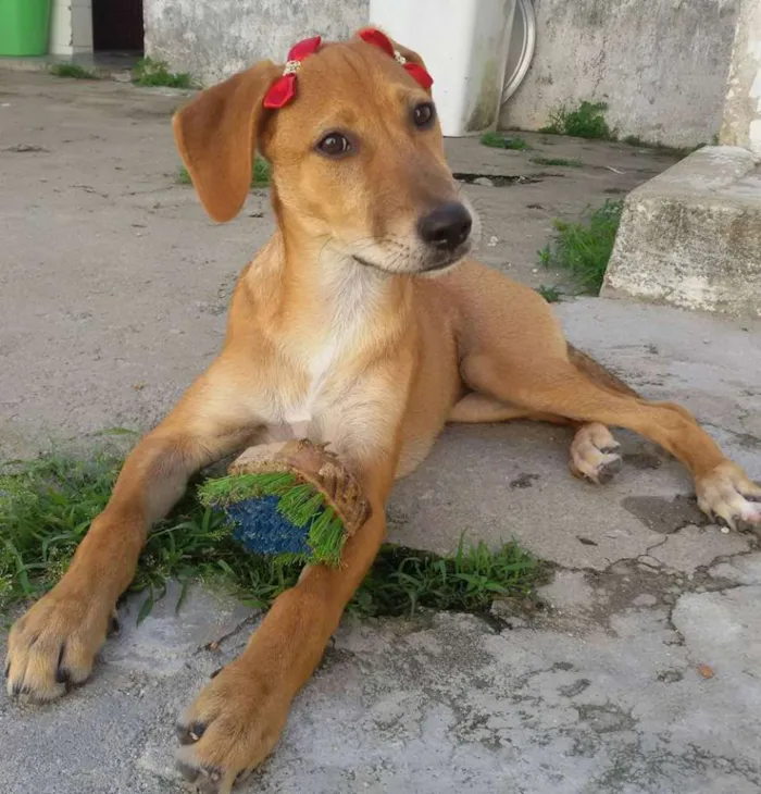 Cachorro ra a SRD idade 2 a 6 meses nome * LUNA * 
