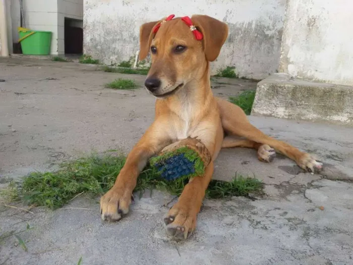 Cachorro ra a SRD idade 2 a 6 meses nome * LUNA * 