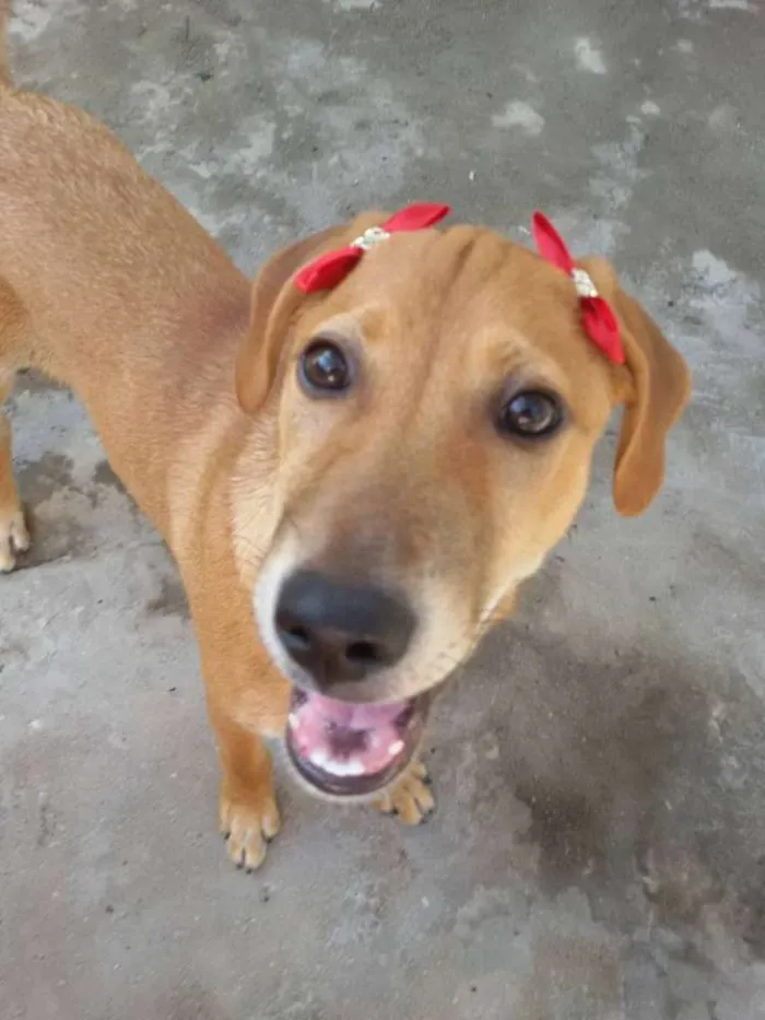 Cachorro ra a SRD idade 2 a 6 meses nome * LUNA * 