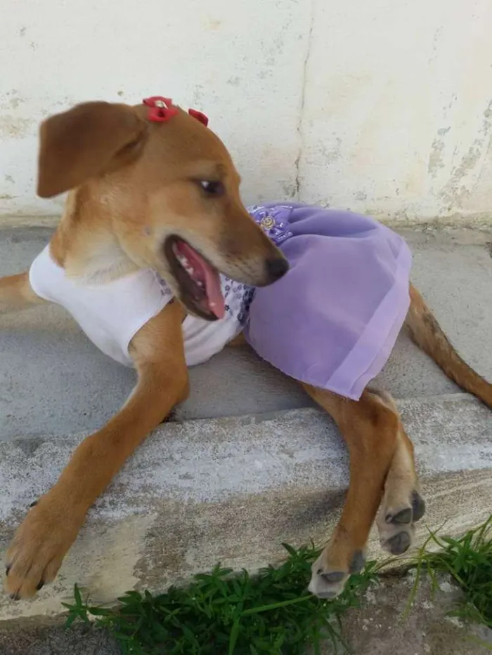 Cachorro ra a SRD idade 2 a 6 meses nome * LUNA * 