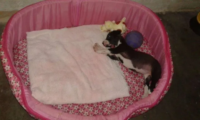 Cachorro ra a SRD idade 2 a 6 meses nome * NINA *