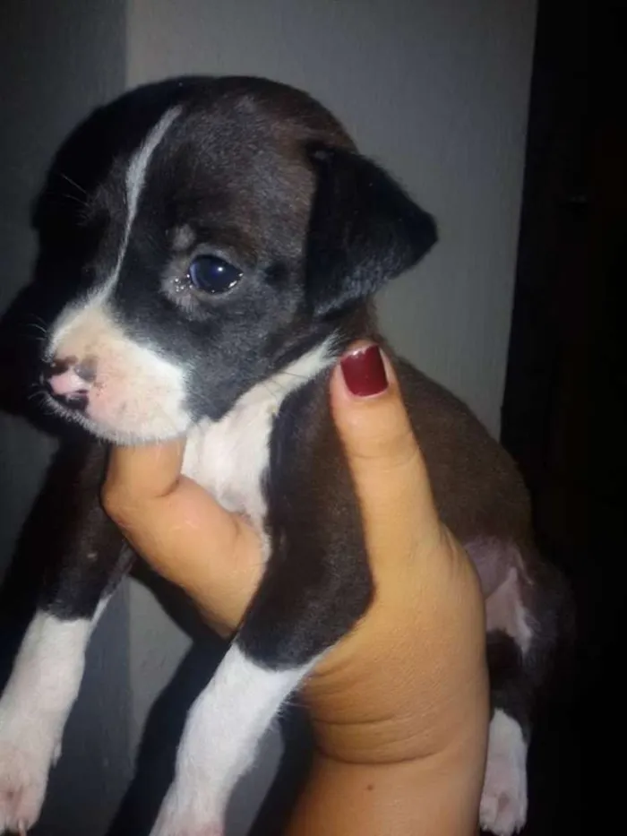 Cachorro ra a SRD idade 2 a 6 meses nome * NINA *
