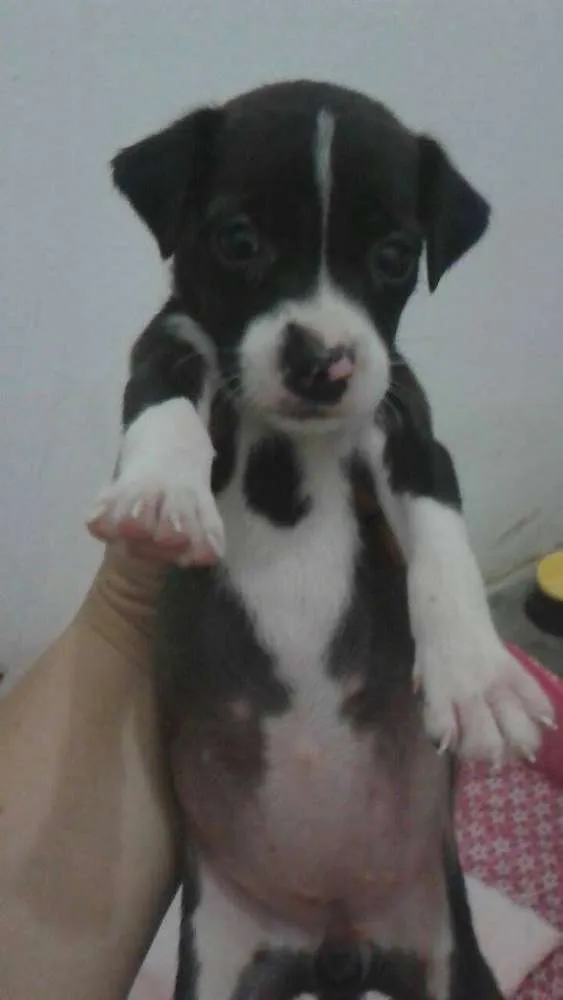 Cachorro ra a SRD idade 2 a 6 meses nome * NINA *