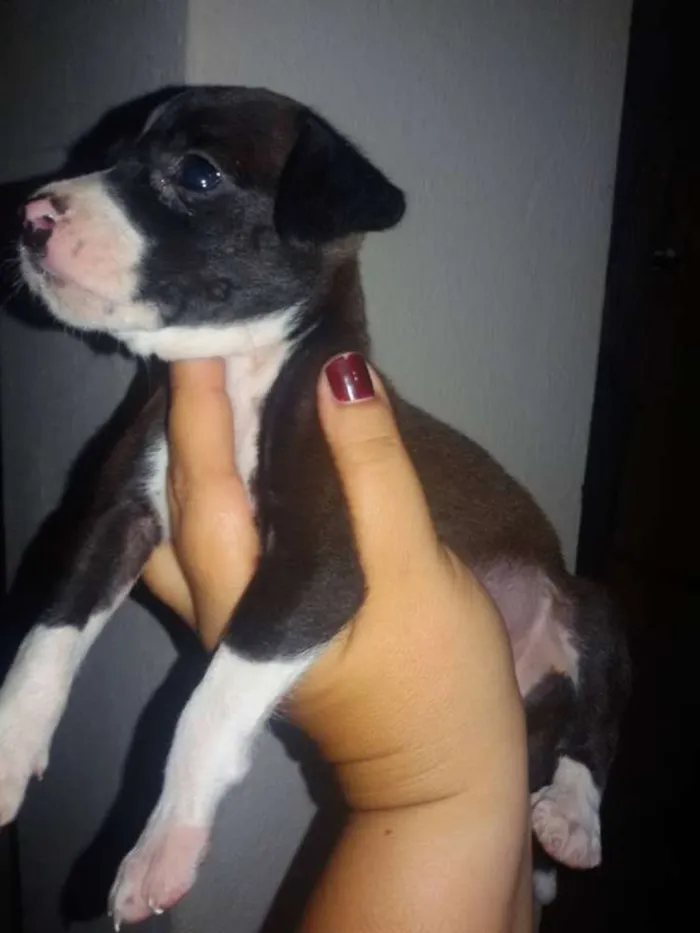 Cachorro ra a SRD idade 2 a 6 meses nome * NINA *