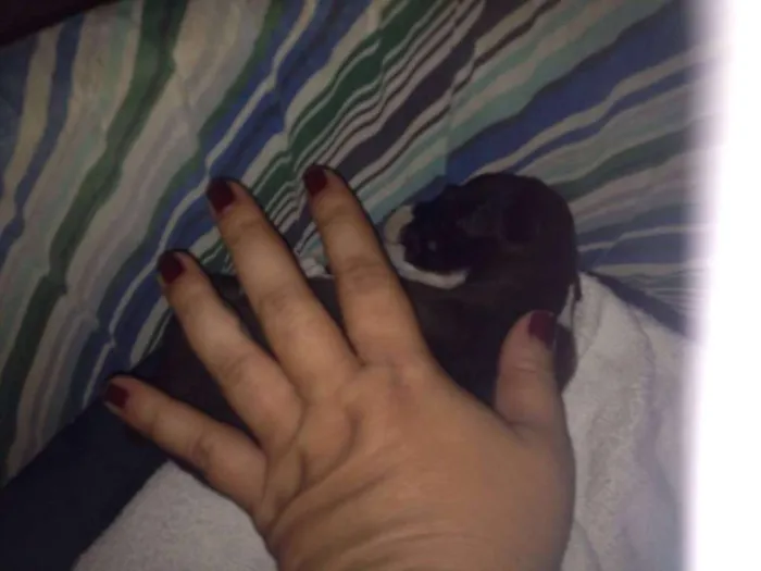 Cachorro ra a SRD idade 2 a 6 meses nome * NINA *