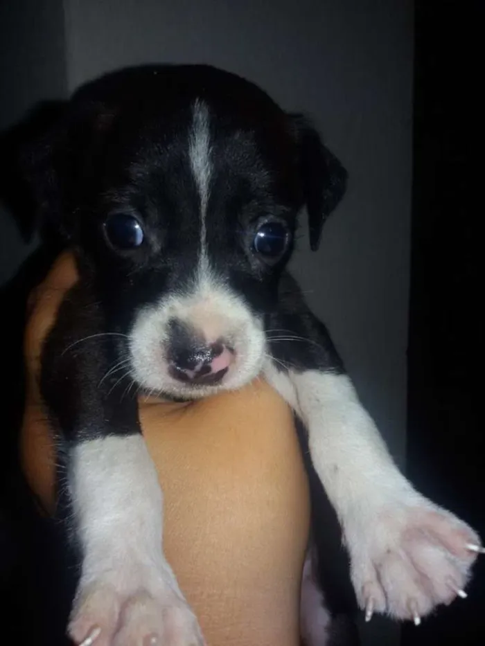 Cachorro ra a SRD idade 2 a 6 meses nome * NINA *