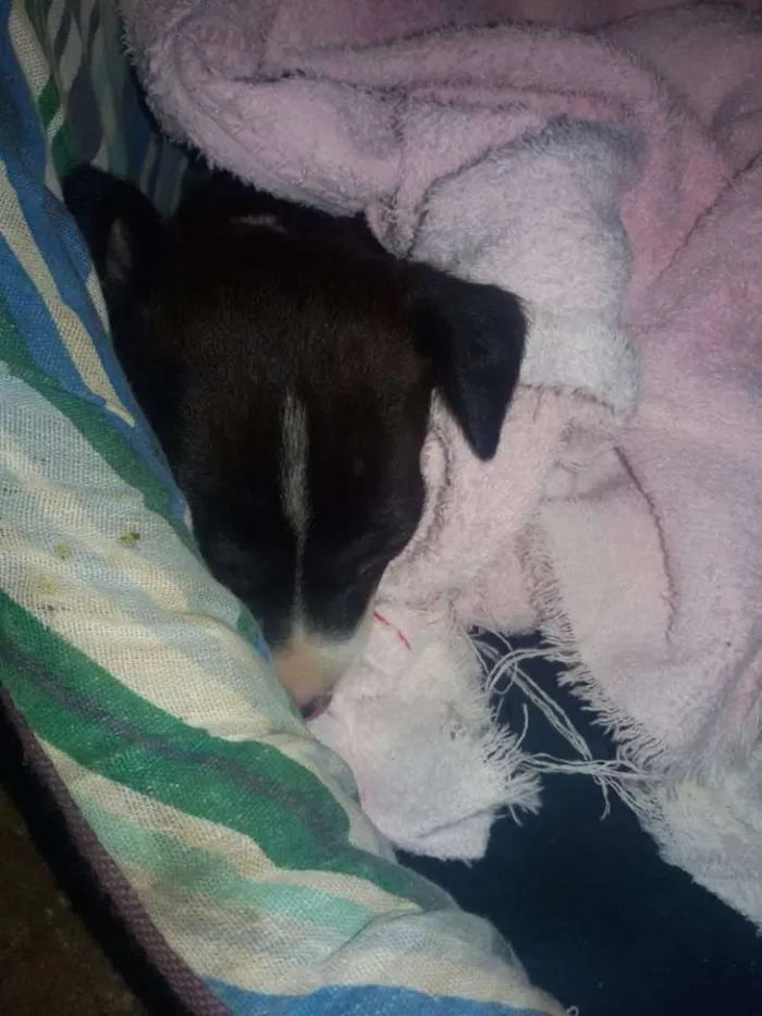 Cachorro ra a SRD idade 2 a 6 meses nome * NINA *