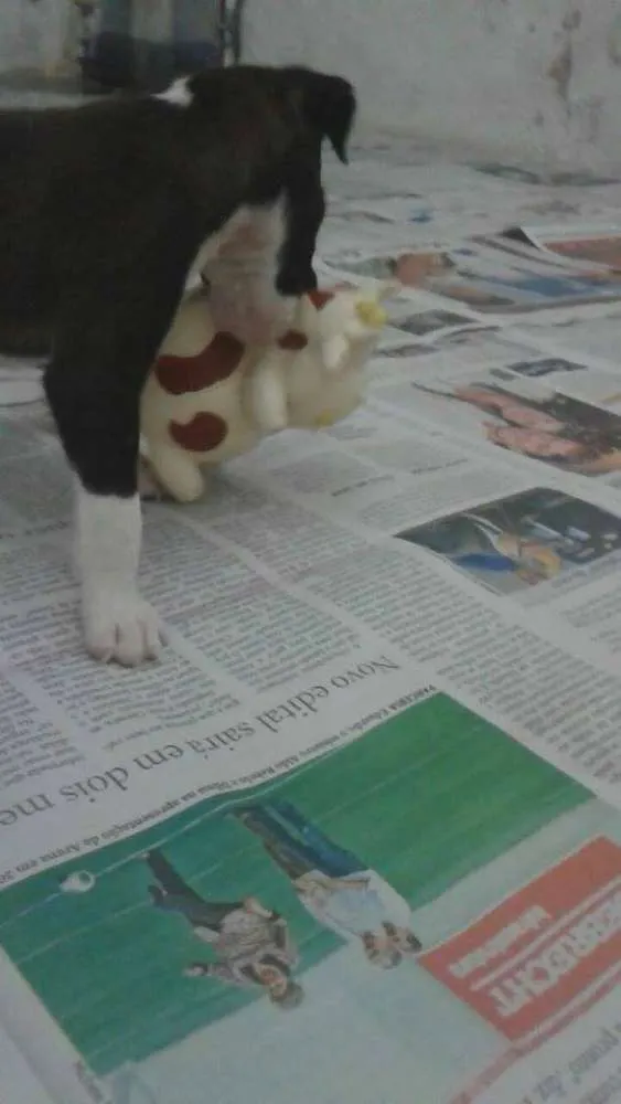 Cachorro ra a SRD idade 2 a 6 meses nome * NINA *