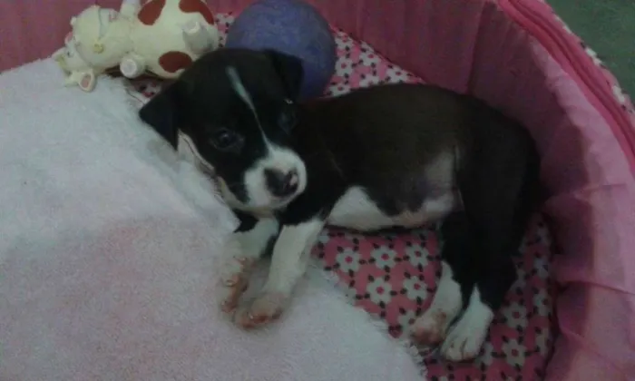 Cachorro ra a SRD idade 2 a 6 meses nome * NINA *
