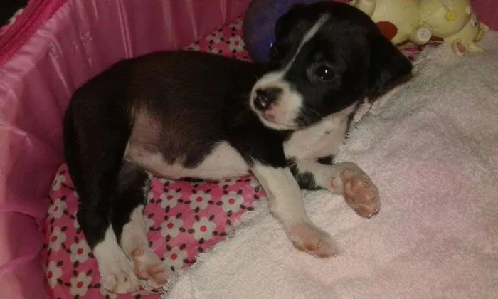 Cachorro ra a SRD idade 2 a 6 meses nome * NINA *