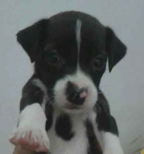 Cachorro ra a SRD idade 2 a 6 meses nome * NINA *