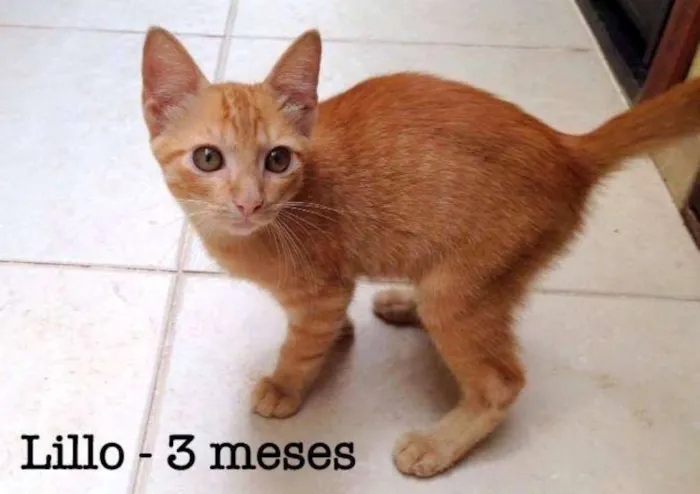 Cachorro ra a SRD idade 2 a 6 meses nome Lillo