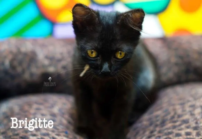 Gato ra a SRD idade 2 a 6 meses nome Brigitte