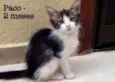 Paco