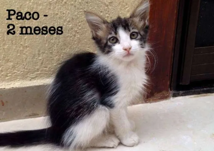 Gato ra a SRD idade 2 a 6 meses nome Paco
