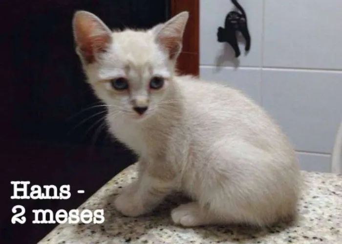 Gato ra a SRD idade 2 a 6 meses nome hans