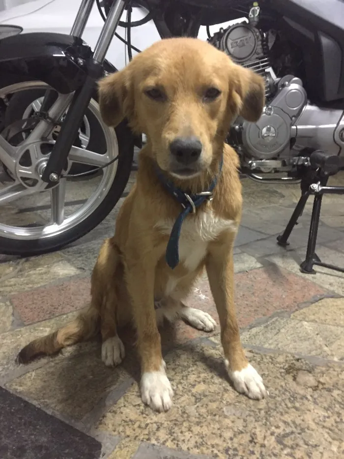 Cachorro ra a Indefinida idade  nome Marley 