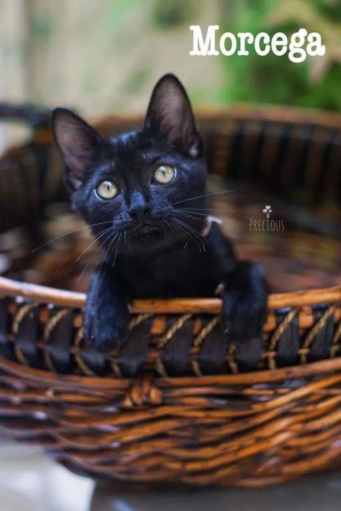 Gato ra a SRD idade 2 a 6 meses nome Morcega1