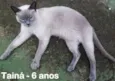 Taina