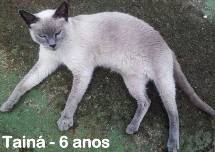 Gato ra a SRD idade 2 a 6 meses nome Taina