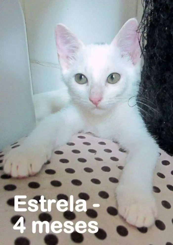 Gato ra a SRD idade 2 a 6 meses nome Estrela