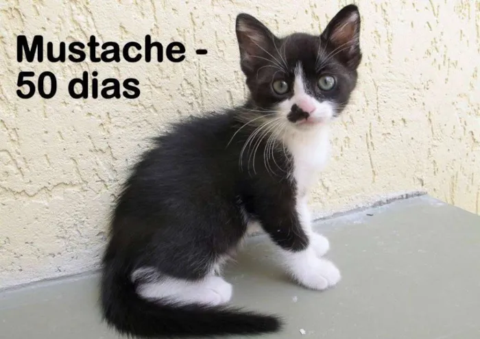 Gato ra a SRD idade Abaixo de 2 meses nome Mustache