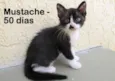 Mustache