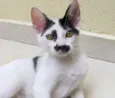 Chaplin