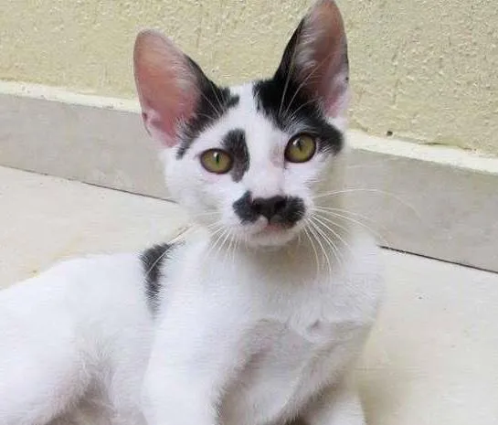 Gato ra a SRD idade 2 a 6 meses nome Chaplin