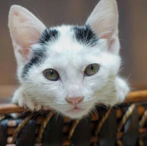Gato ra a SRD idade 2 a 6 meses nome Aspas