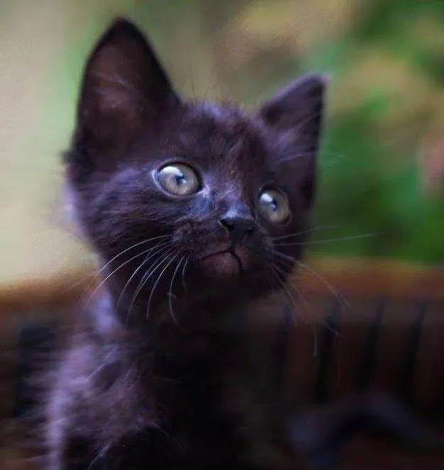 Gato ra a SRD idade 2 a 6 meses nome Morcega3