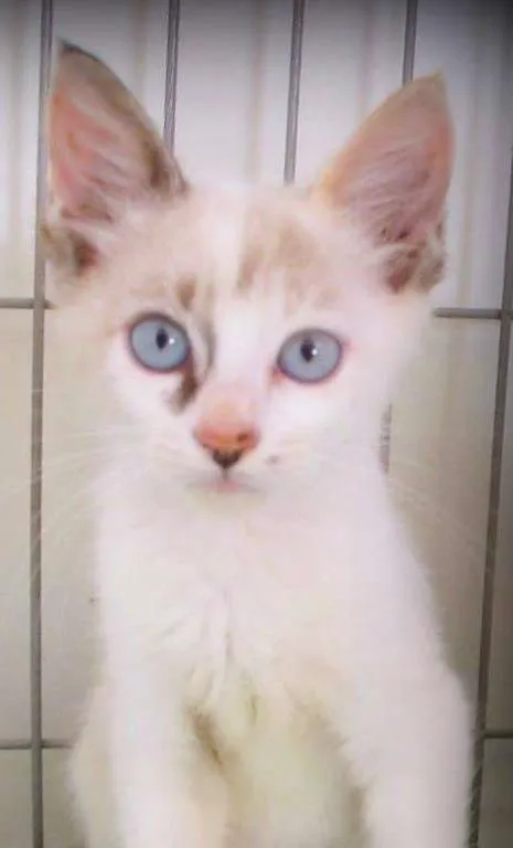 Gato ra a SRD idade 2 a 6 meses nome Allegra