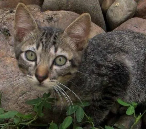 Gato ra a SRD idade 2 a 6 meses nome Otto