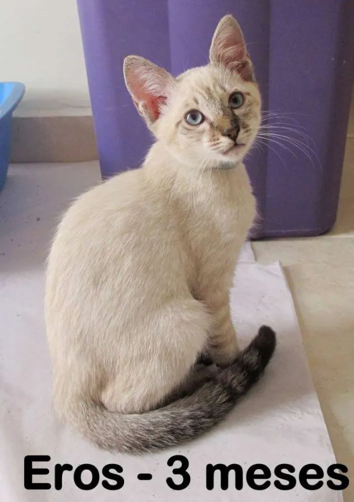 Gato ra a SRD idade 2 a 6 meses nome Eros
