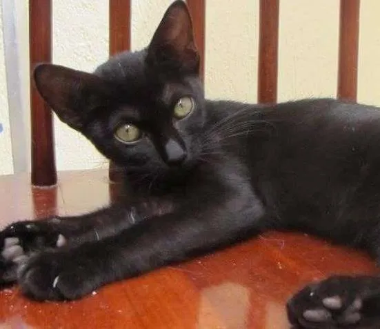 Gato ra a SRD idade 2 a 6 meses nome Vamp