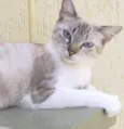 Megan