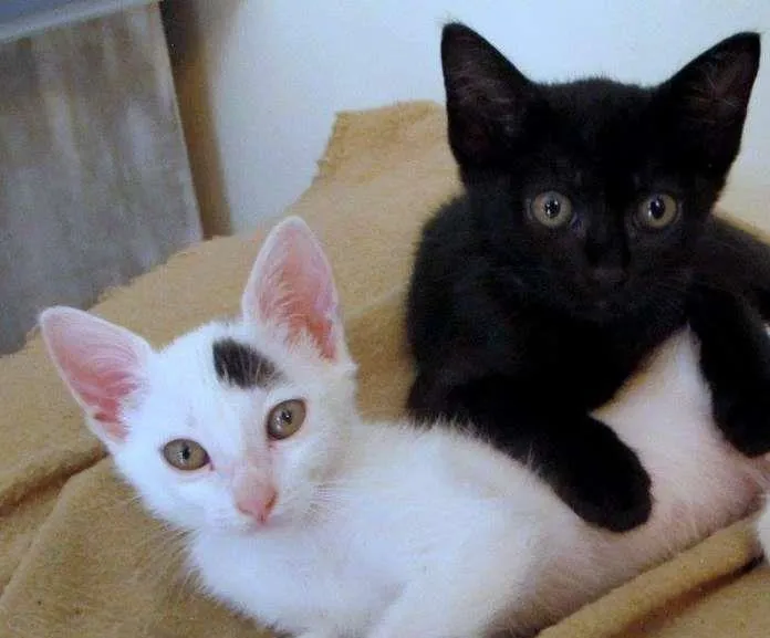 Gato ra a SRD idade 2 a 6 meses nome Mocega4 e Virgula