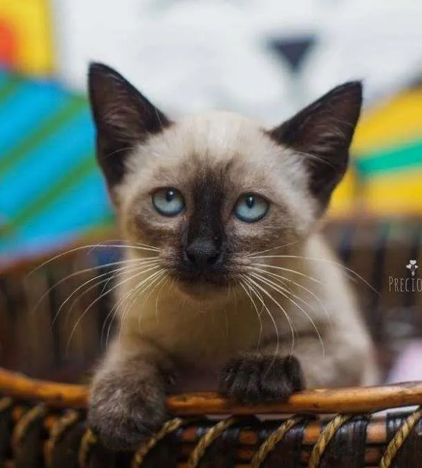 Gato ra a SRD idade 2 a 6 meses nome Bruce