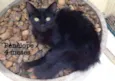Penelope