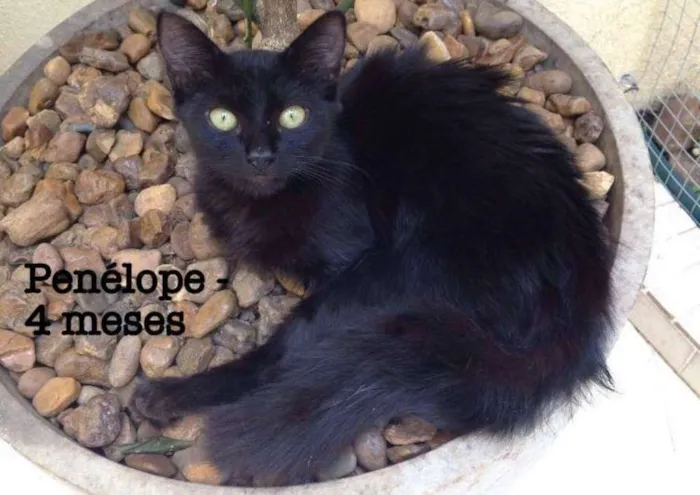Gato ra a SRD idade 2 a 6 meses nome Penelope