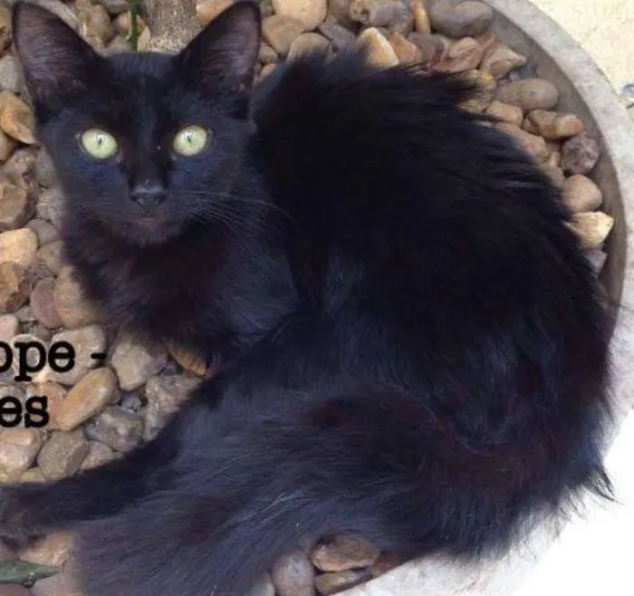 Gato ra a SRD idade 2 a 6 meses nome Penelope