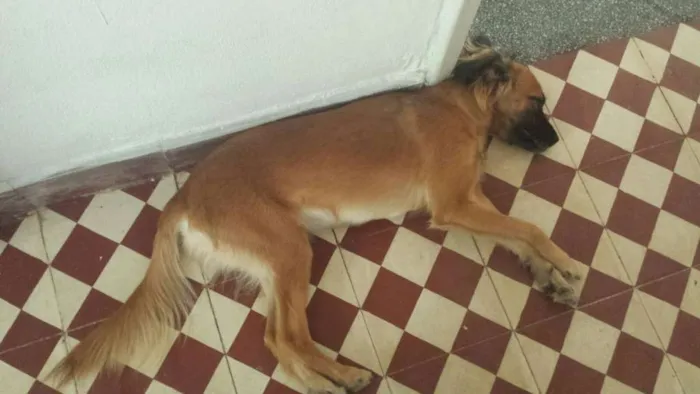 Cachorro ra a SRD idade 1 ano nome MALU GRATIFICA