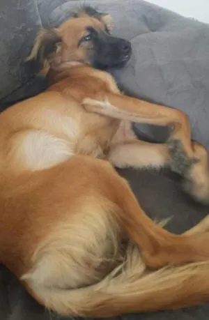 Cachorro raça SRD idade 1 ano nome MALU GRATIFICA