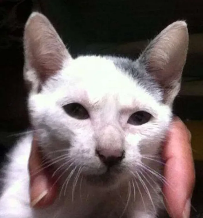 Gato ra a SRD idade 2 a 6 meses nome Heloisa