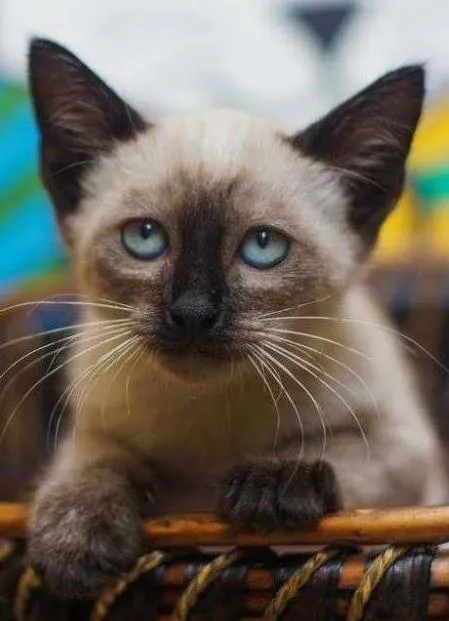 Gato ra a SRD idade 2 a 6 meses nome Bruce